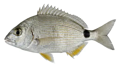 Annular sea bream