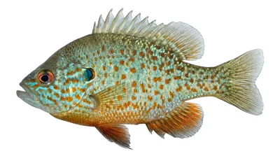 Orangespotted sunfish