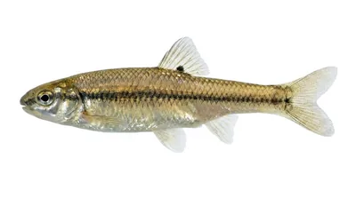 Bluntnose minnow