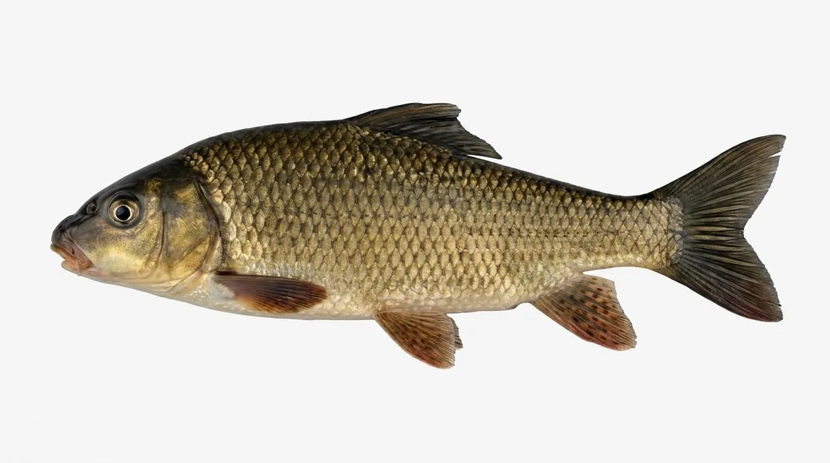 Silver redhorse — Moxostoma anisurum