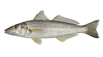 Sand whiting