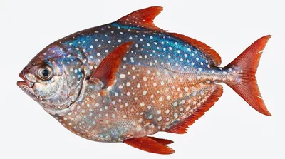 Glancefish