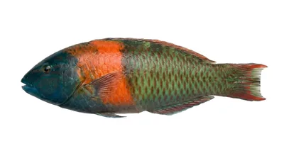 Saddle wrasse
