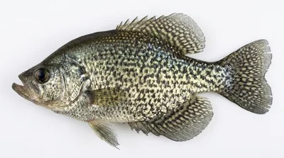Black crappie