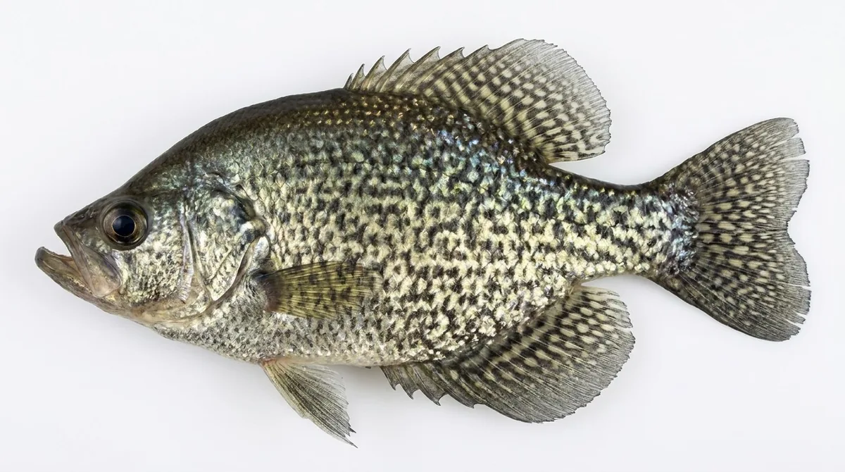 Black crappie — Pomoxis nigromaculatus