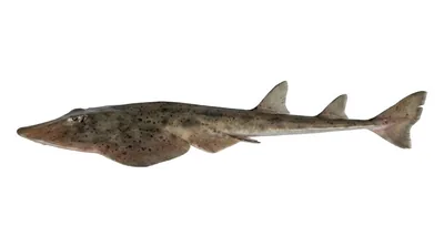 Shovelnose guitarfish — Pseudobatos productus