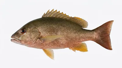 Dog snapper — Lutjanus jocu