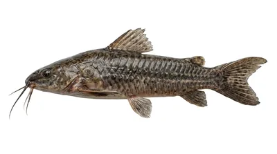 Atipa