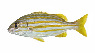 Brachygenys chrysargyrea