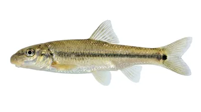 Suckermouth minnow