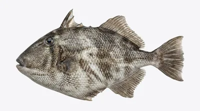Grey triggerfish