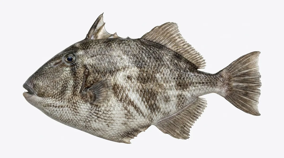Grey triggerfish — Balistes capriscus