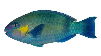 Daisy parrotfish