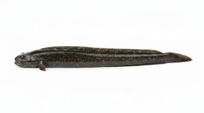 Monkeyface prickleback — Cebidichthys violaceus