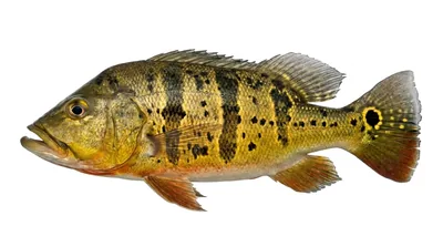 Butterfly peacock bass