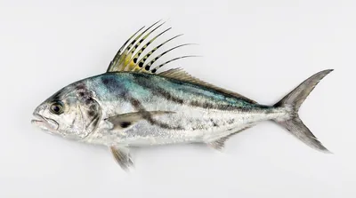 Roosterfish