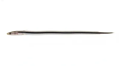 Stripe eel