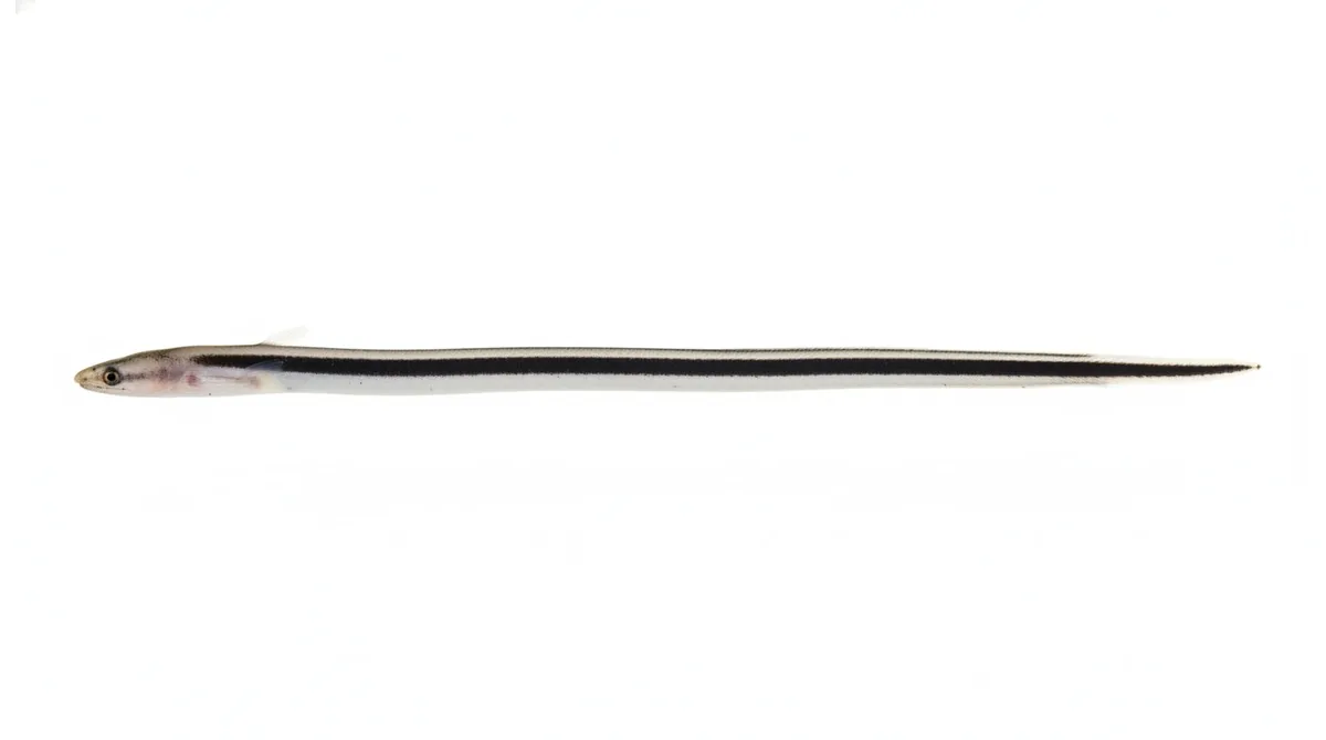 Stripe eel — Aprognathodon platyventris