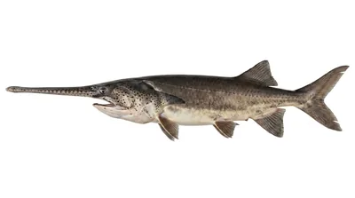 American paddlefish
