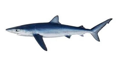Blue shark — Prionace glauca