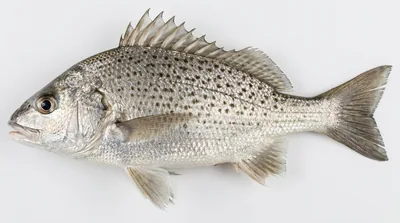 Smallspotted grunter