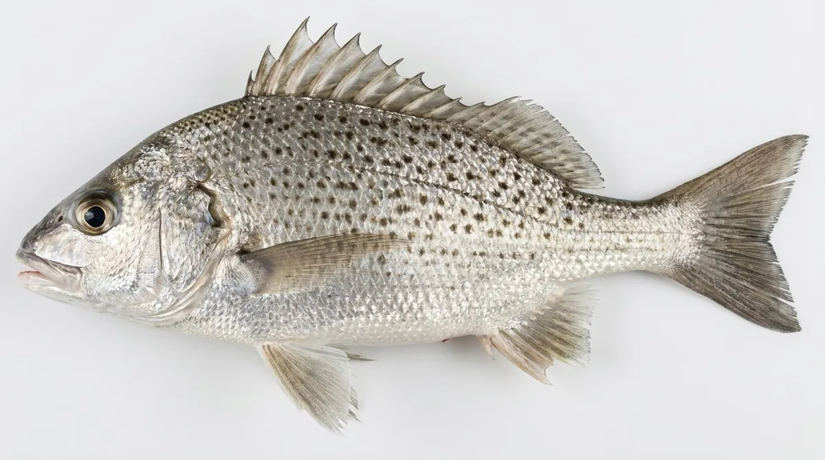 Smallspotted grunter — Pomadasys commersonnii