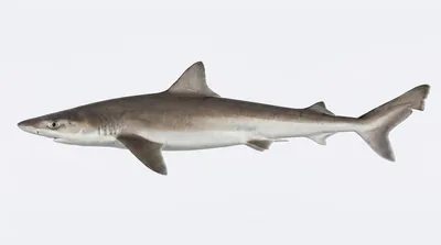 School shark