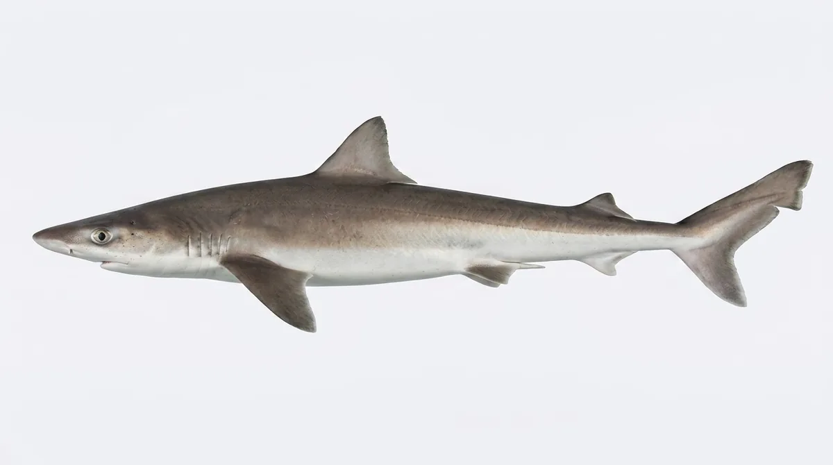 School shark — Galeorhinus galeus