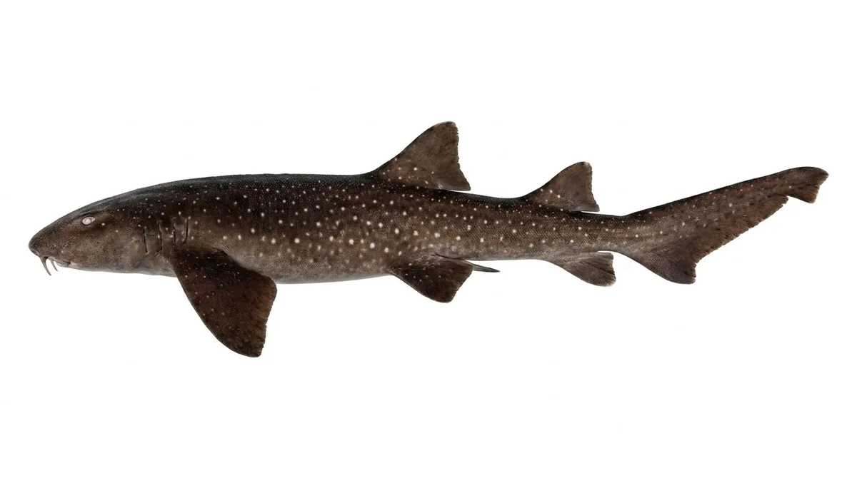 Blind shark — Brachaelurus waddi
