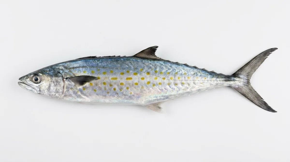 Pacific sierra — Scomberomorus sierra