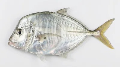 Atlantic moonfish