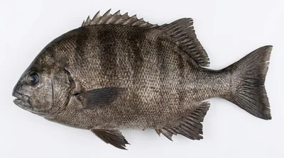 Galjoen