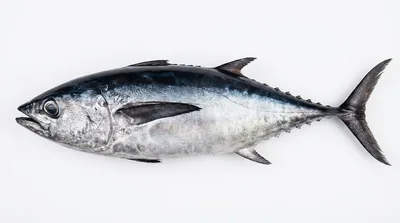 Longtail tuna