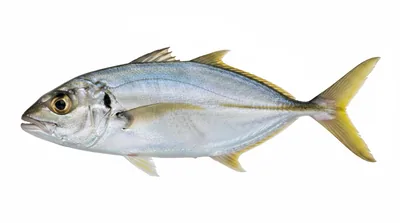 Yellow jack
