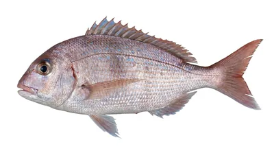 Common pandora — Pagellus erythrinus