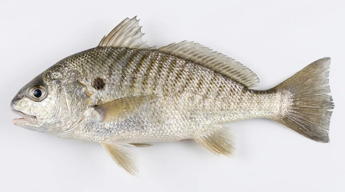 Spot — Leiostomus xanthurus