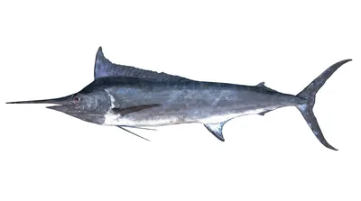 Black marlin