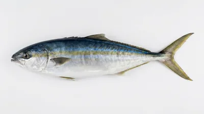 Rainbow runner — Elagatis bipinnulata