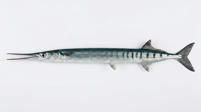 Flat needlefish