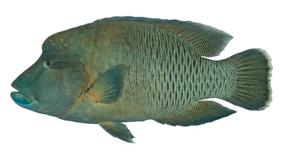 Humphead wrasse — Cheilinus undulatus