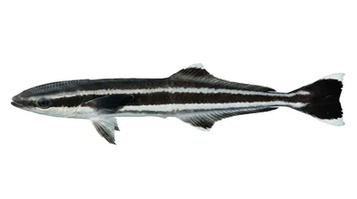 Whitefin sharksucker — Echeneis neucratoides