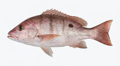 Mutton snapper