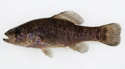 Pirate perch