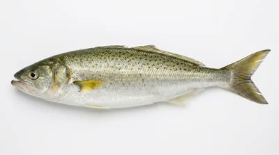 Australian salmon — Arripis trutta