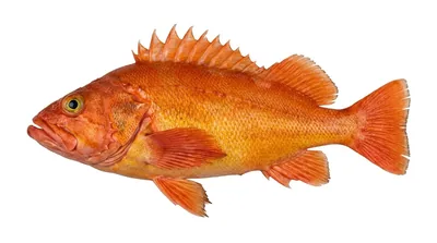Yelloweye rockfish
