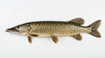 Northern pike