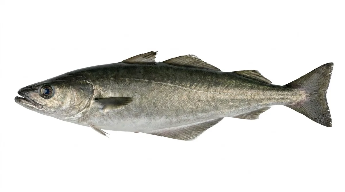Billet — Pollachius virens