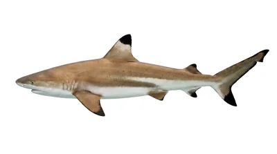 Blacktip reef shark