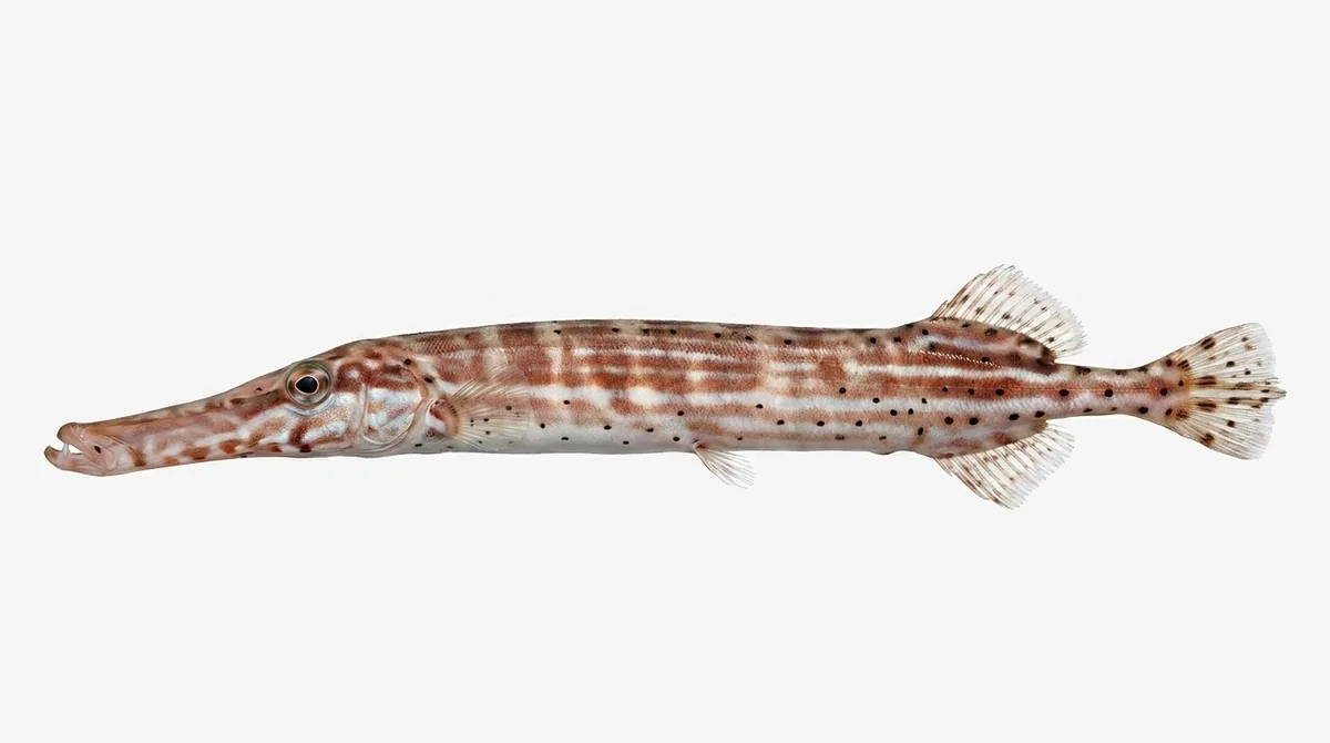 Atlantic trumpetfish — Aulostomus maculatus