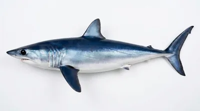 Shortfin mako shark